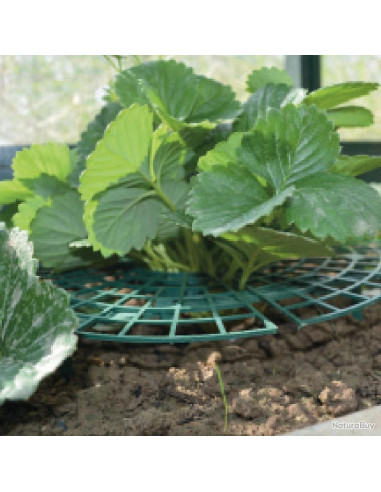 lot de 5 supports pour fraisiers fraise anti limace moisissure salete